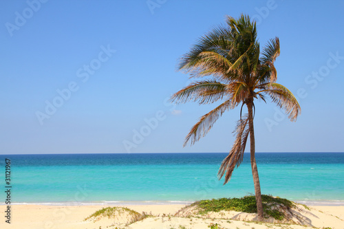 Fototapeta Naklejka Na Ścianę i Meble -  Cuba - palm tree at Playas del Este beach in Havana Pr.