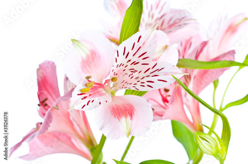 Alstroemeria Flower