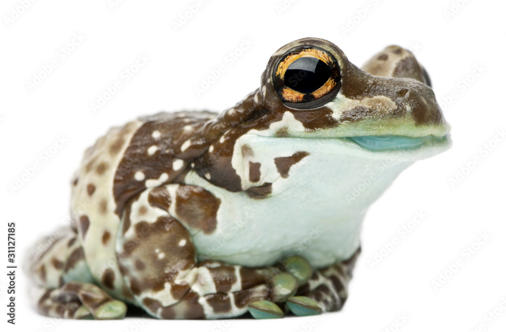 Obraz premium Amazon Milk Frog, Trachycephalus resinifictrix