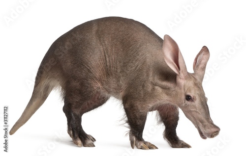 Aardvark, Orycteropus, 16 years old © Eric Isselée