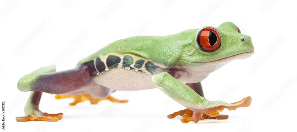 Fototapeta premium Czerwonooka żaba drzewna, Agalychnis callidryas, chodzenie