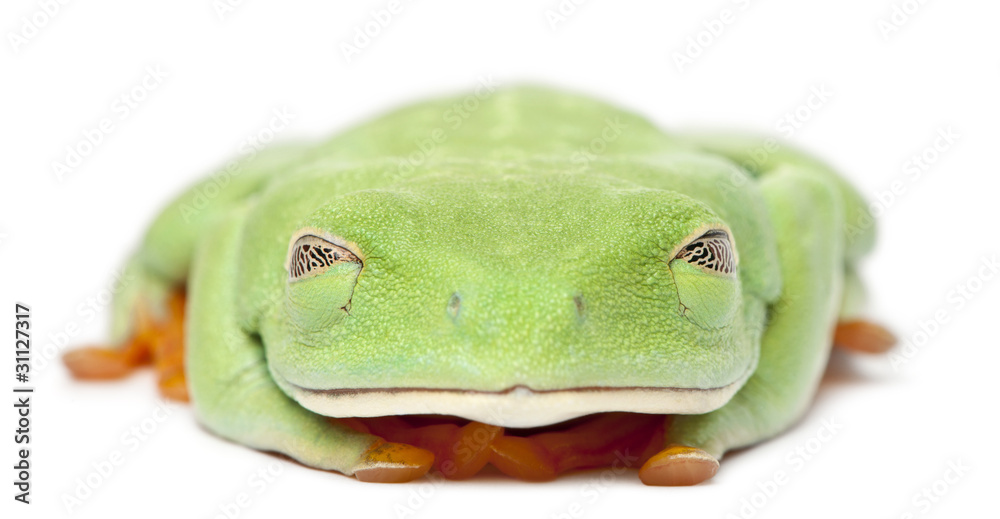Obraz premium Red-eyed Treefrog, Agalychnis callidryas, with eyes closed