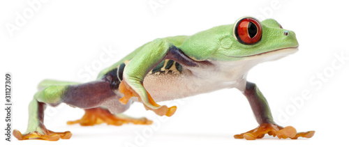 Red-eyed Treefrog, Agalychnis callidryas, walking