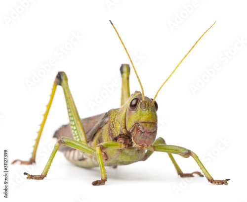 Giant Grasshopper, Tropidacris collaris © Eric Isselée