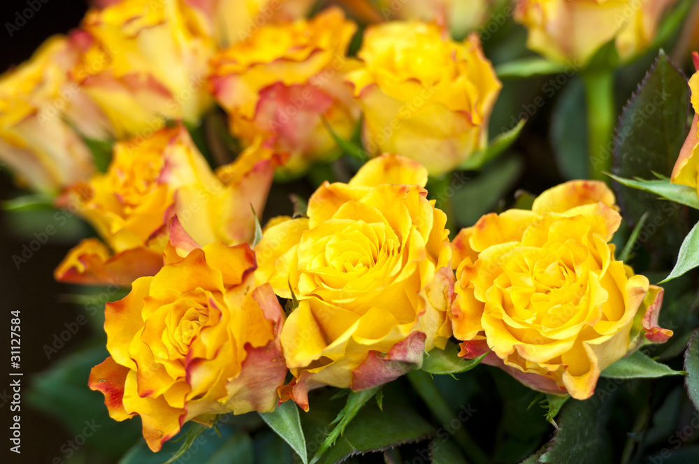 Gelb-Orange Rosen Gelb-Orange Rosen