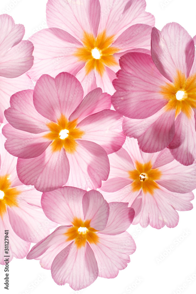 primula flowers on the white background