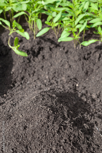 seedling tomato