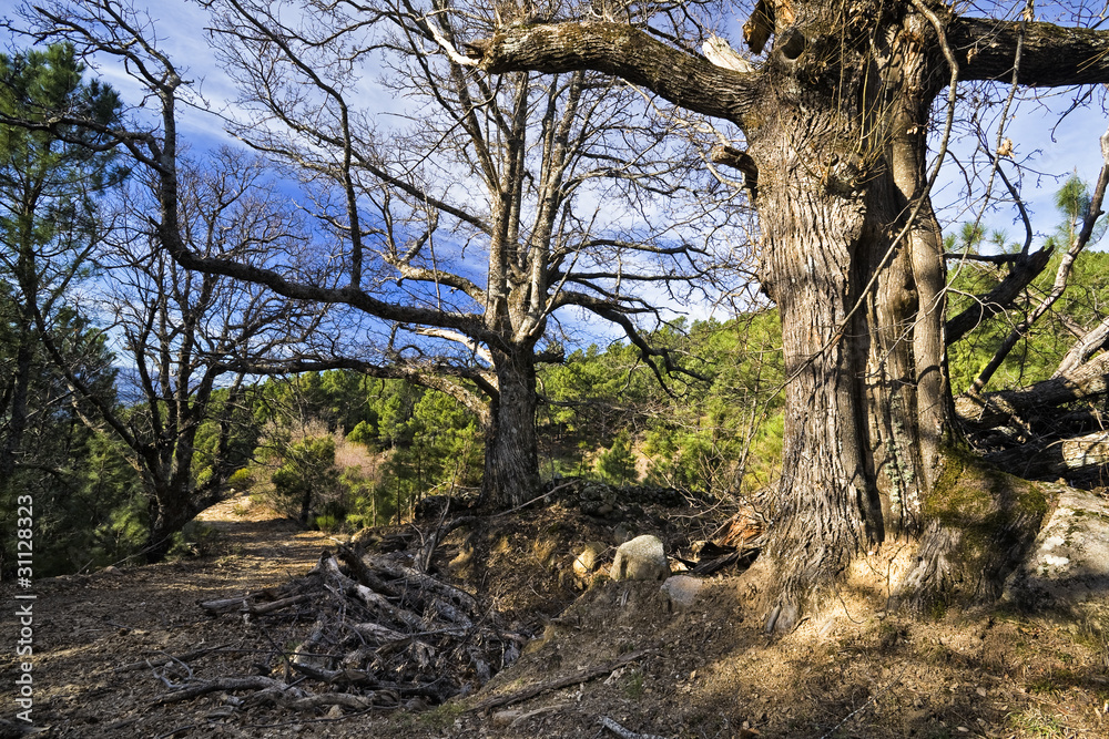 Castaños entre los pinos
