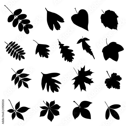 Set of black leaf silhouettes on a white background