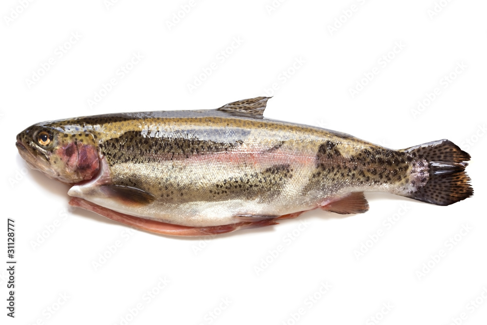Fototapeta premium Rainbow Trout