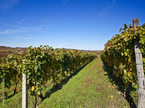 Vineyards in Piedmont , Italy photo