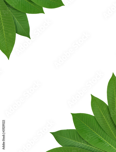 Tropical leaf frame