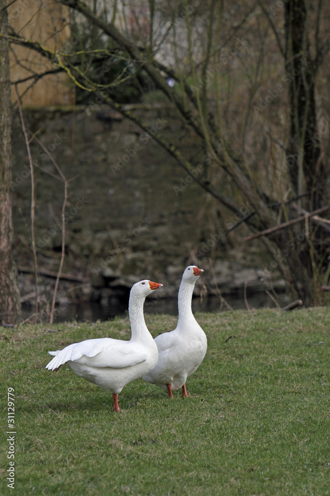 Obraz premium Zwei Hausgänse auf einer Wiese