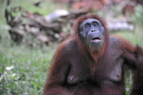 A female of the orangutan.