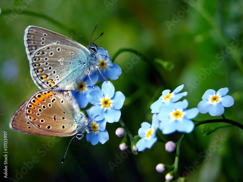 Common Blue butterflies - spring background photo