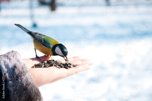 Tomtit on a hand