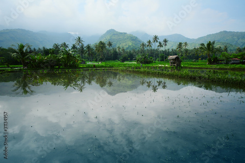 Rice field with water, wooden biuldings and mountains on a horizon. Bali. Indonesia photo