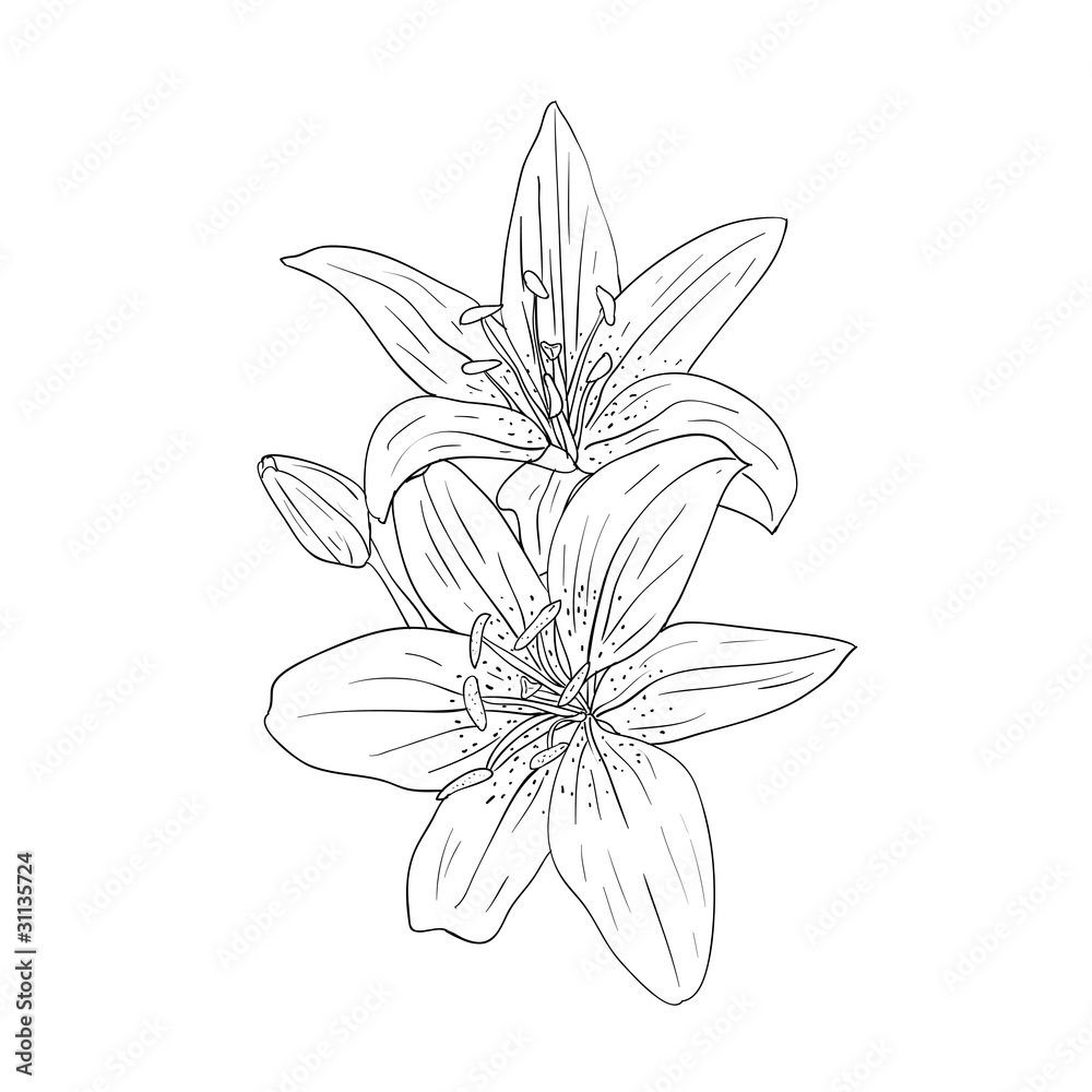 floral design element and hand-drawn , vector illustration floral design element and hand-drawn , vector illustration