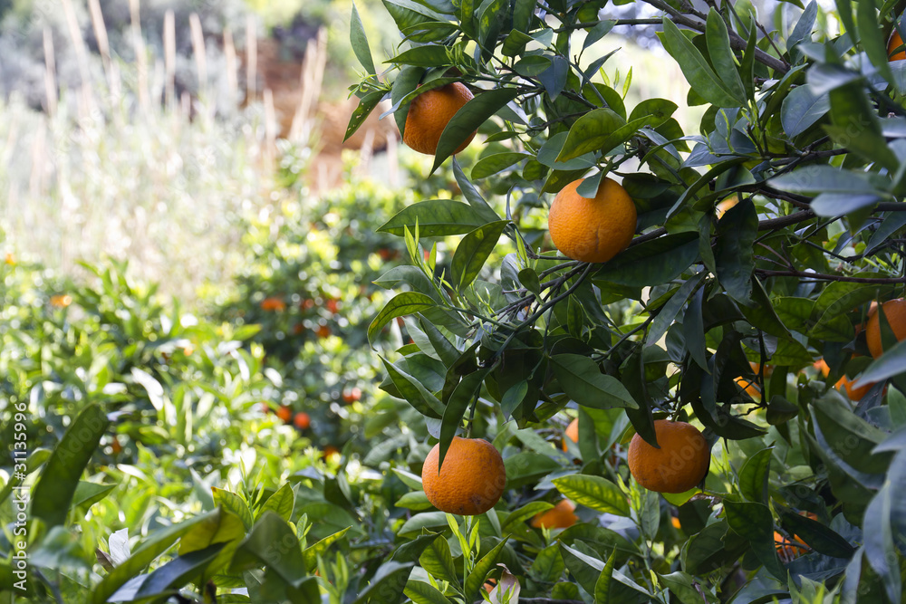 Albero di arance in Sicilia