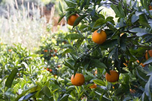 Albero di arance in Sicilia