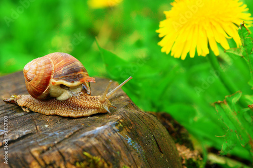 Snail photo
