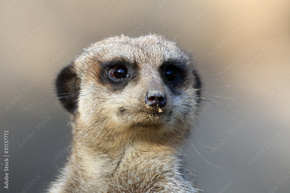 Erdmännchen Erdmännchen