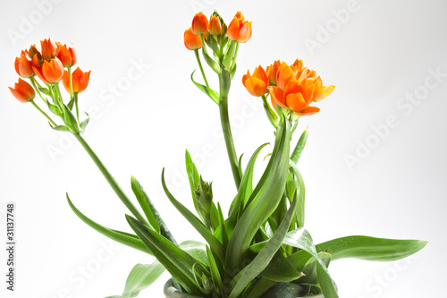 fiore ornitogallo