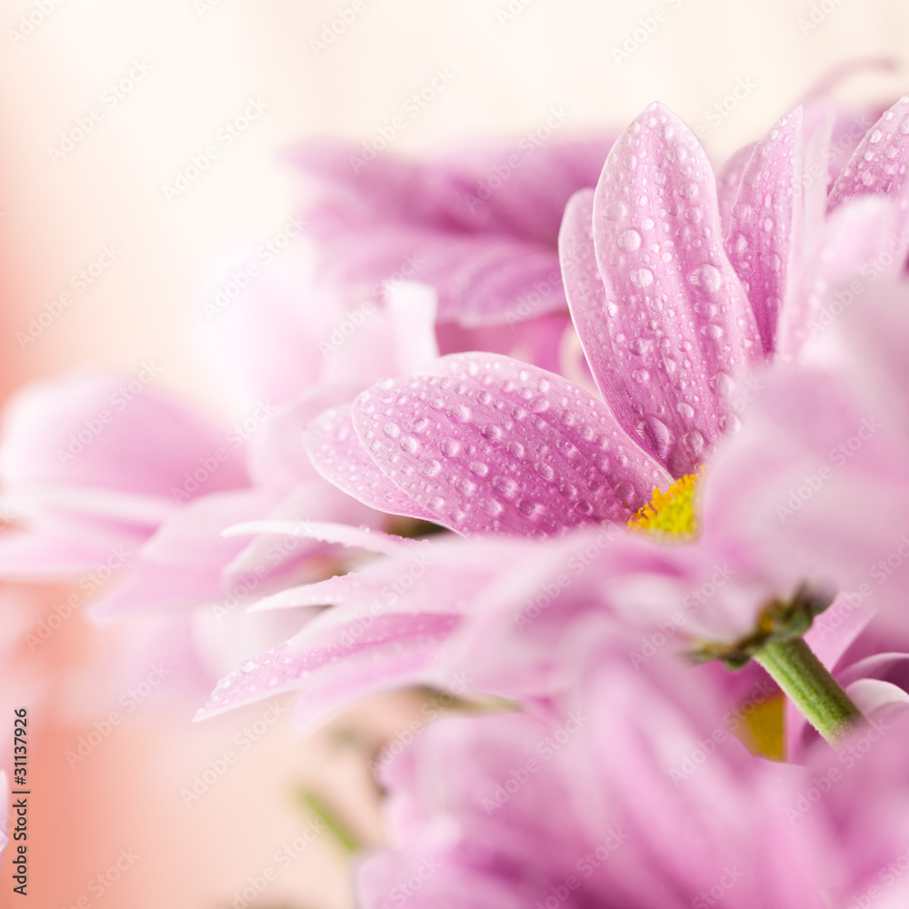 Fototapeta premium Delicate pink daisies close up