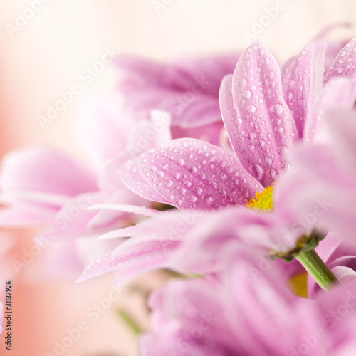 Delicate pink daisies close up