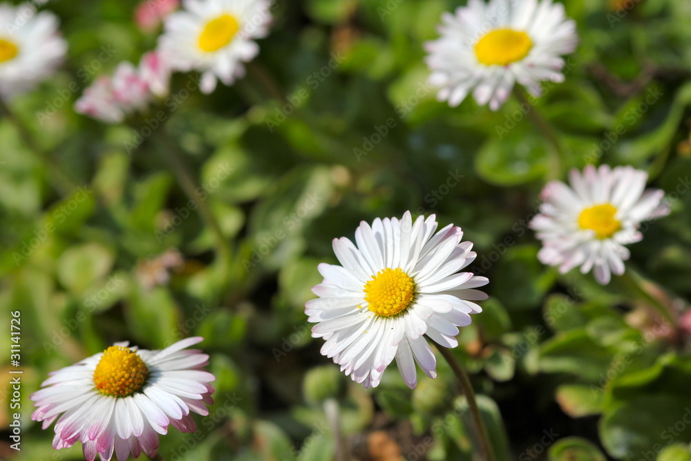 gänseblümchen