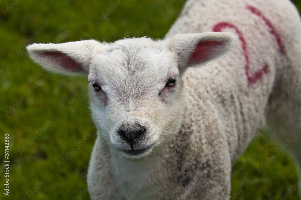 Friendly Lamb Friendly Lamb