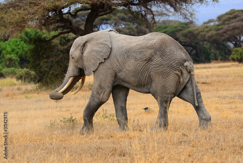 African elephant