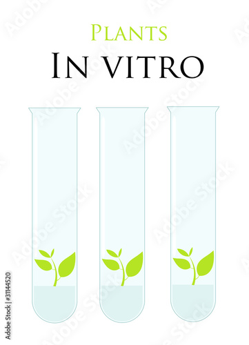 Plants in test tubes