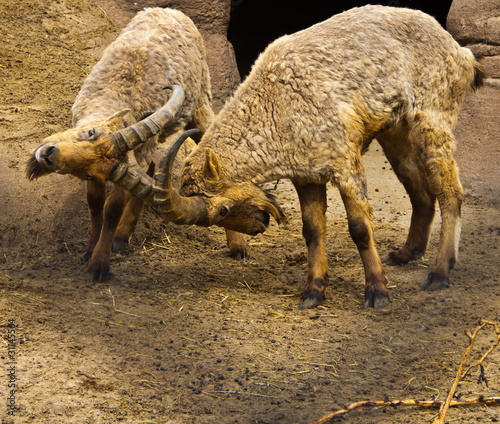 Two Ibex Males Ram Heads