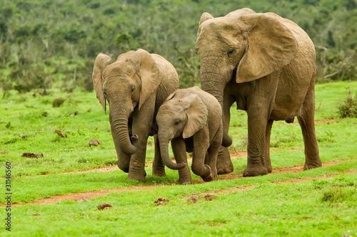 elephant family walking towards a water hole