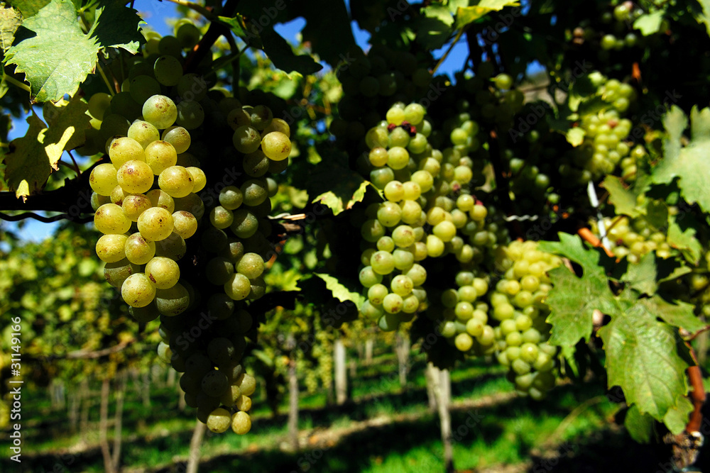 Fototapeta premium vineyard, grape, field, agriculture, vine