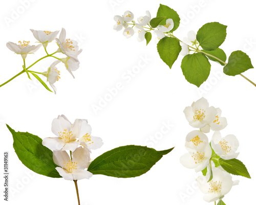 four jasmin branches with flowers