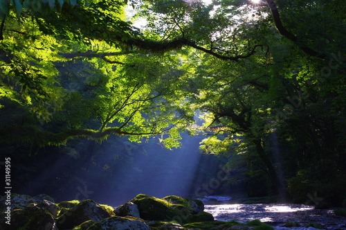 Photos 原生林と渓流と光芒　Virgin forest and shaft beam of light