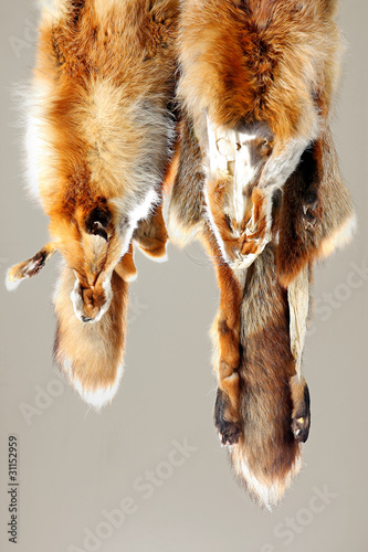 The fox fur