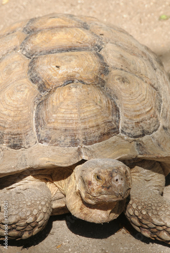 African Spurred Tortoise (Geochelone Sulcata)