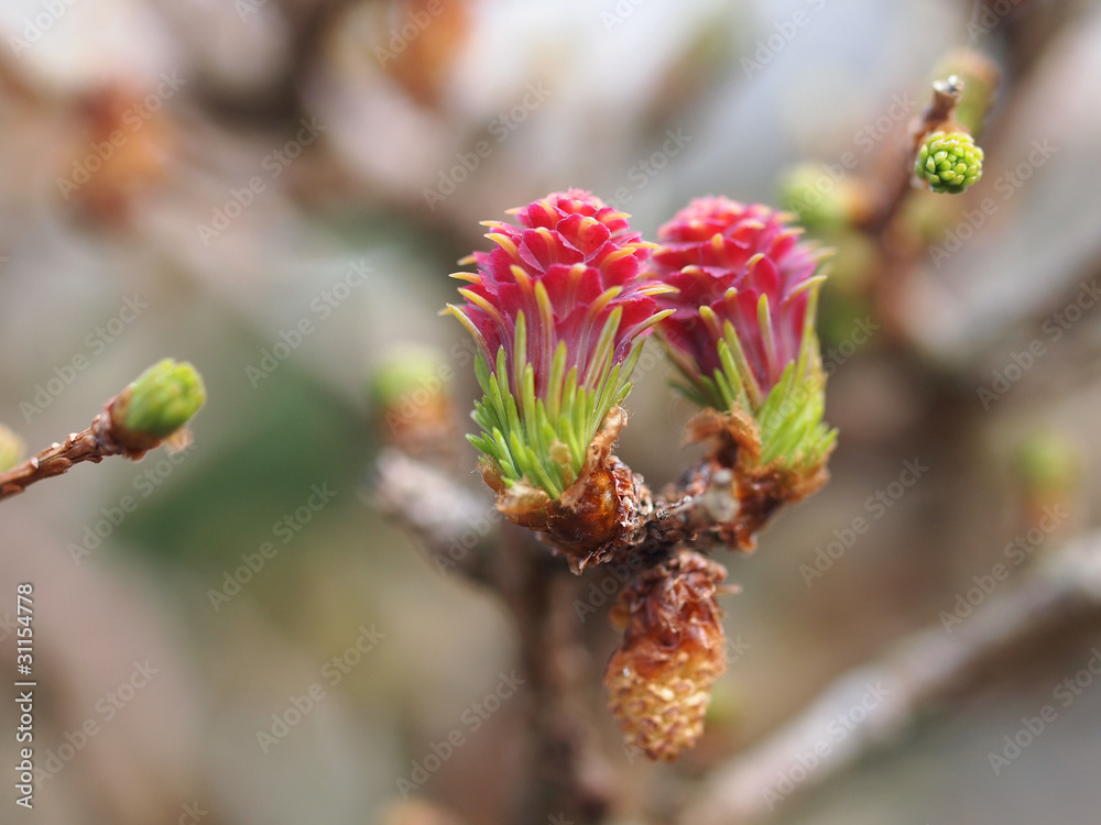 Fototapeta premium Frische Bonsaitriebe