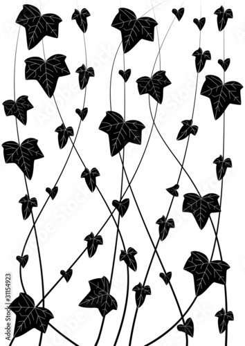 ivy