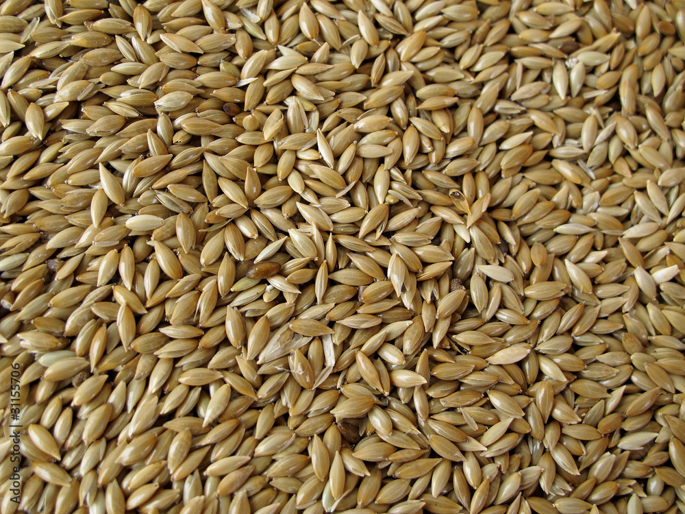 background of birdseed
