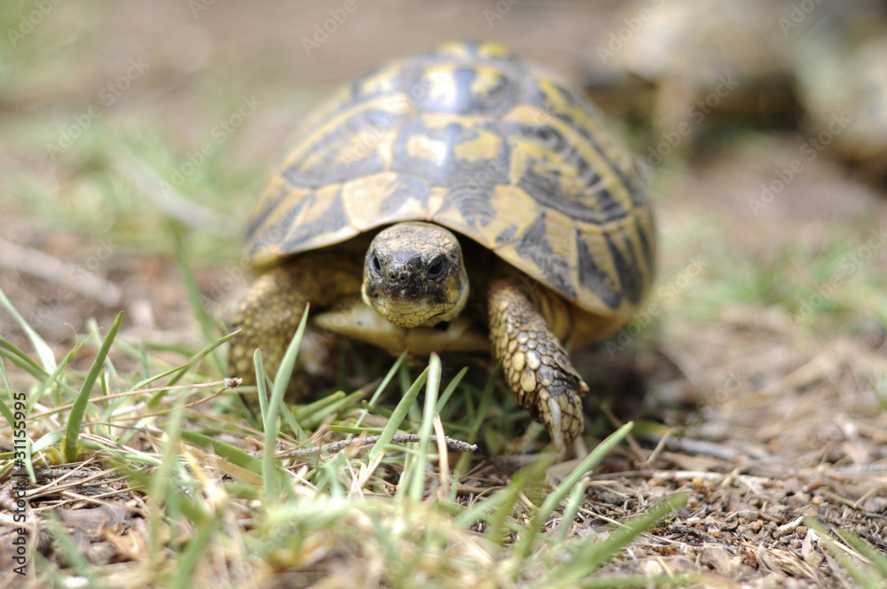 A tortoise walking through some tall grass A tortoise walking through some tall grass