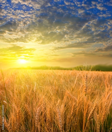 wheat field at the sunset