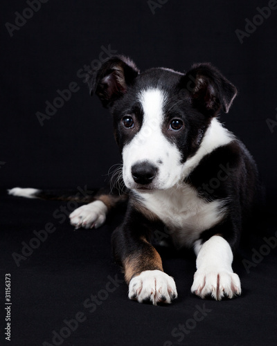 Border Collie Puppy on Black Background