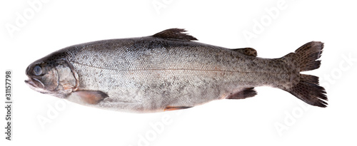 Fresh-water salmon