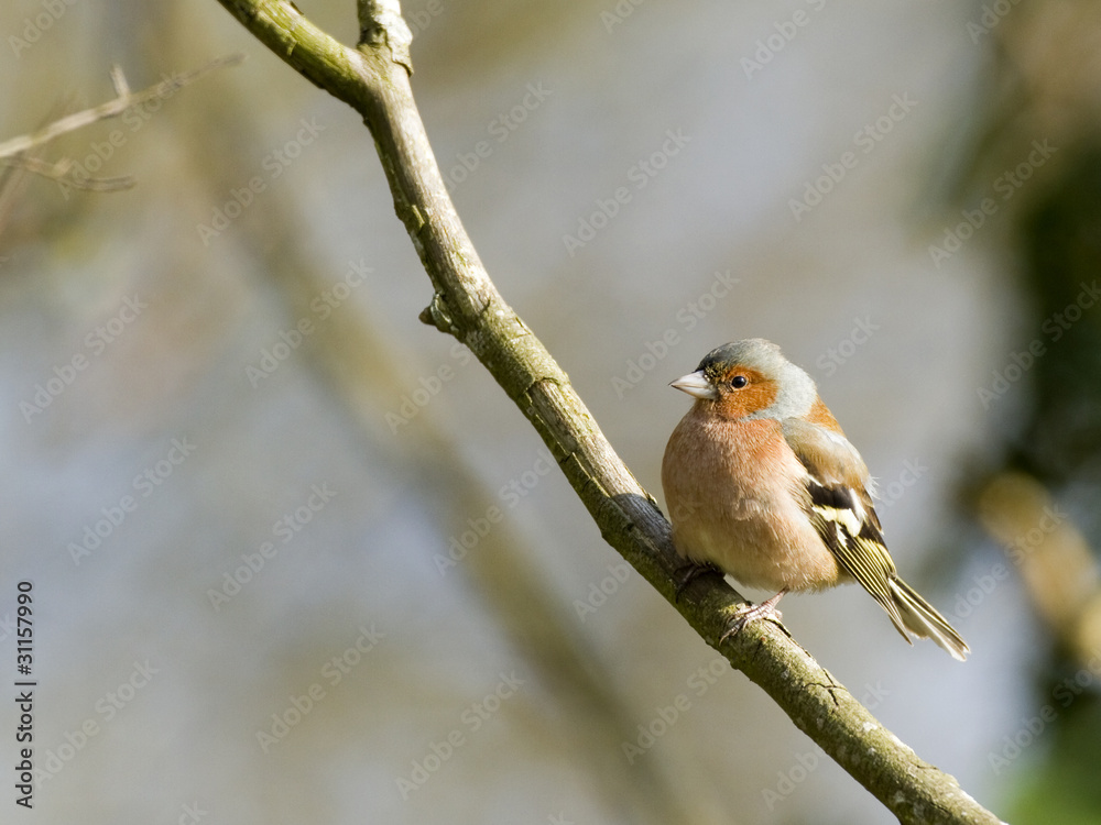 Fringilla coelebs (m) - Pinson des arbres - Common Chaffinch Fringilla coelebs (m) - Pinson des arbres - Common Chaffinch