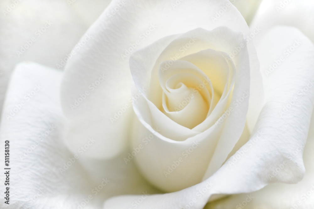 Naklejka premium Miękka biała róża