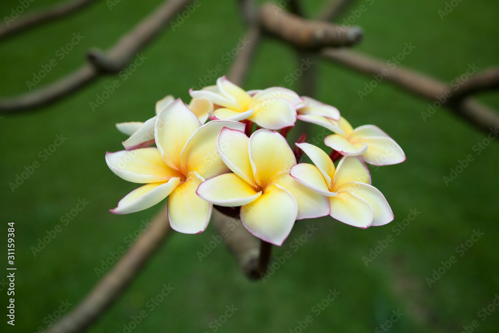 Fototapeta premium Plumeria flowers